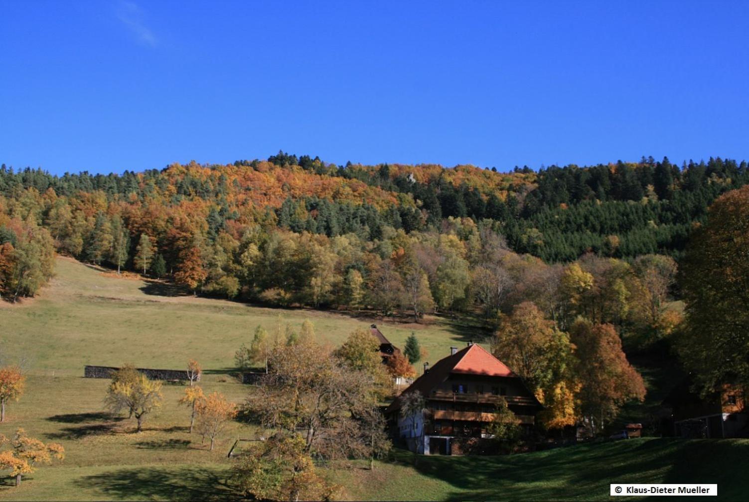 Haus Am Waldrand Villa Triberg im Schwarzwald Buitenkant foto